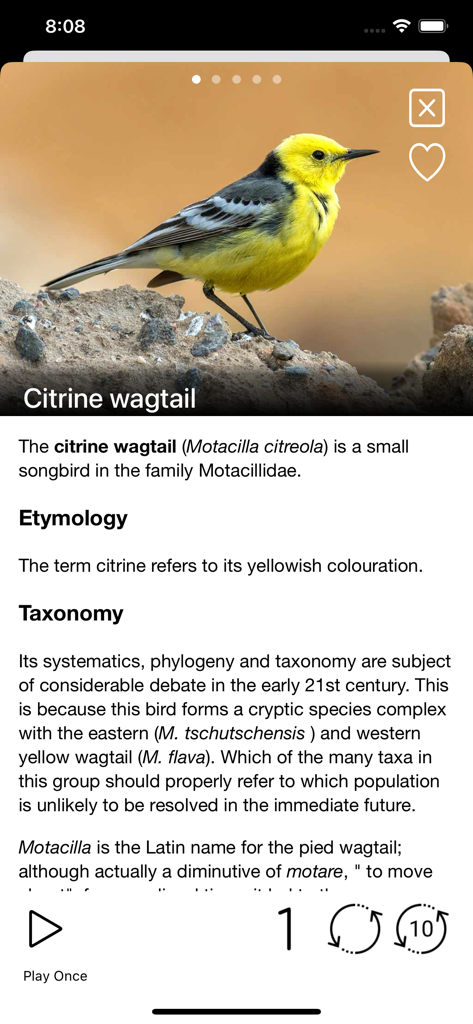 Birds of Europe - Field Guide - Perfil detallado de la especie de la lavandera boyera citrina en la aplicación Aves de Europa, mostrando su taxonomía y controles del reproductor de audio