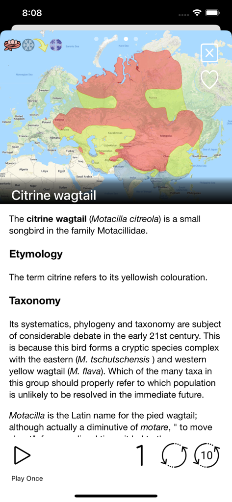Birds of Europe - Field Guide - Mapa de distribución y descripción taxonómica de la lavandera boyera citrina en la guía de campo Aves de Europa