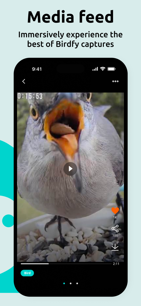 Birdfy - Smartphone-Bildschirm, der ein Nahaufnahmevideo eines Vogels zeigt, der im Birdfy App-Medienfeed frisst