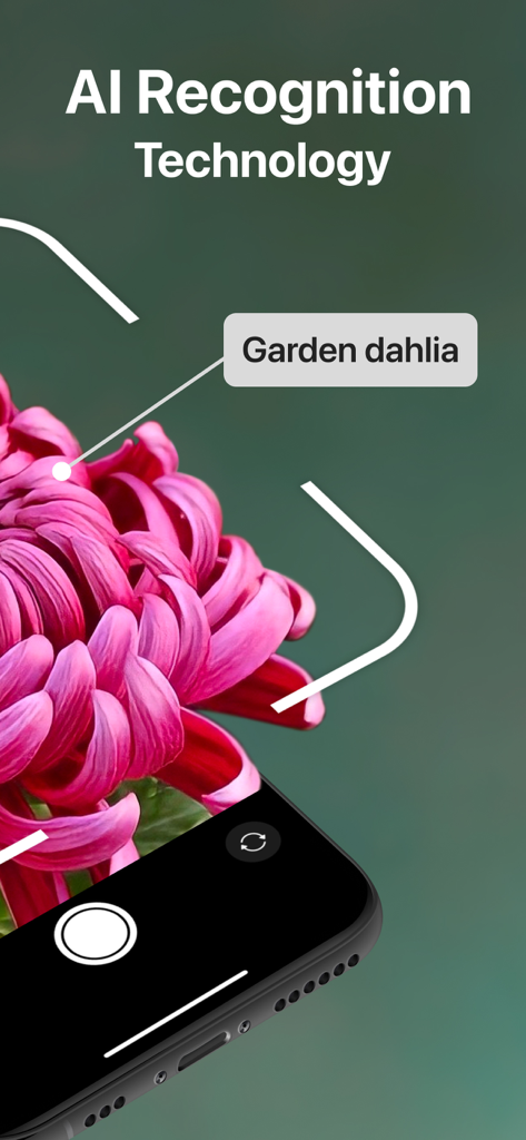 AI Plant Identifier Care Tips - Smartphone identifying a pink Garden dahlia flower using AI recognition technology.