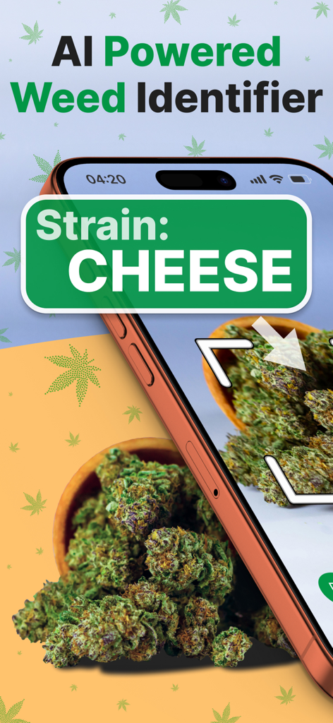 AI powered weed identifier app Kush Scan showing a scan of a cannabis strain identified as Cheese