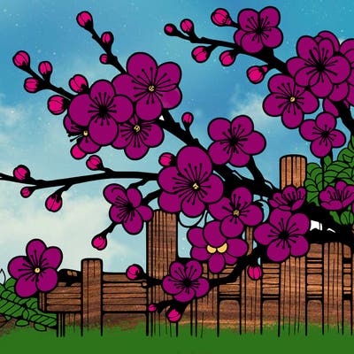 japan cherry blossom