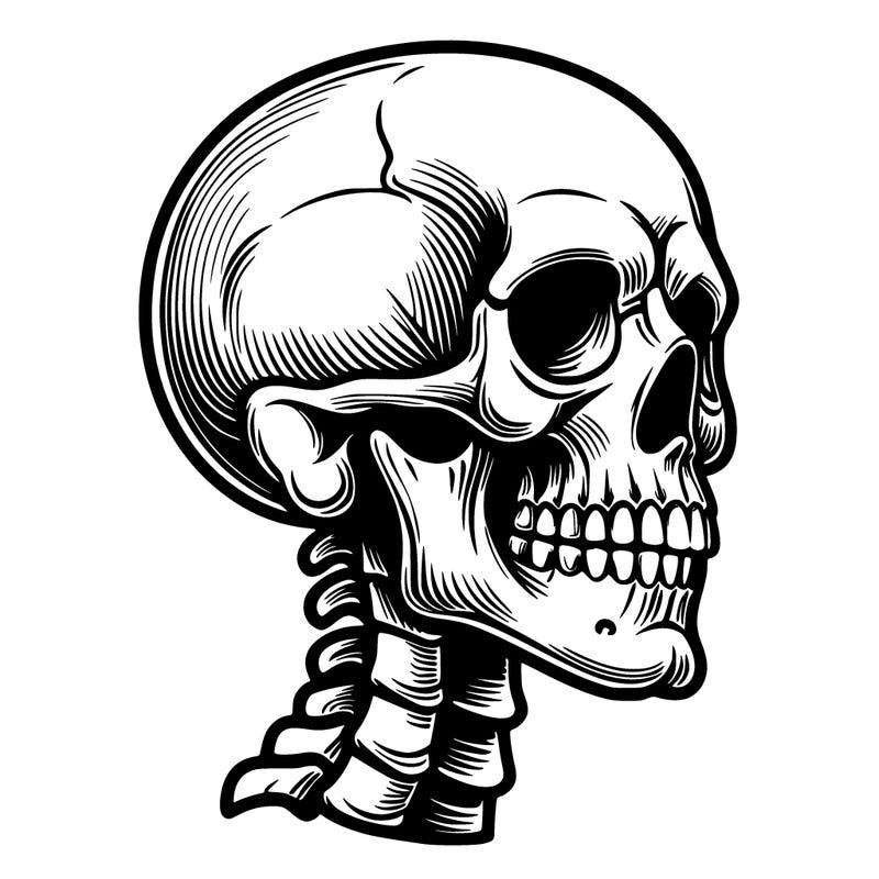 realistic skeleton head