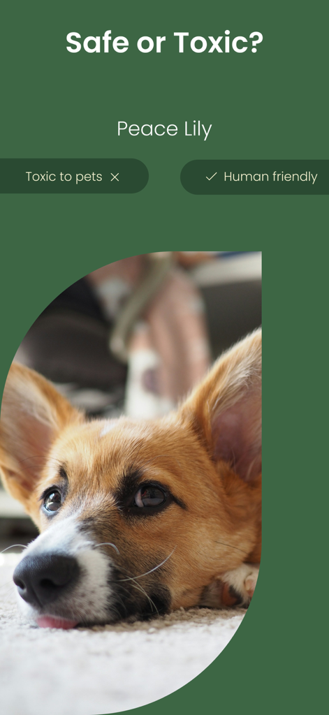 Plant ID ~ Identify Plants - A mobile app interface titled Safe or Toxic showing that Peace Lilies are toxic to pets but human friendly with a picture of a dog