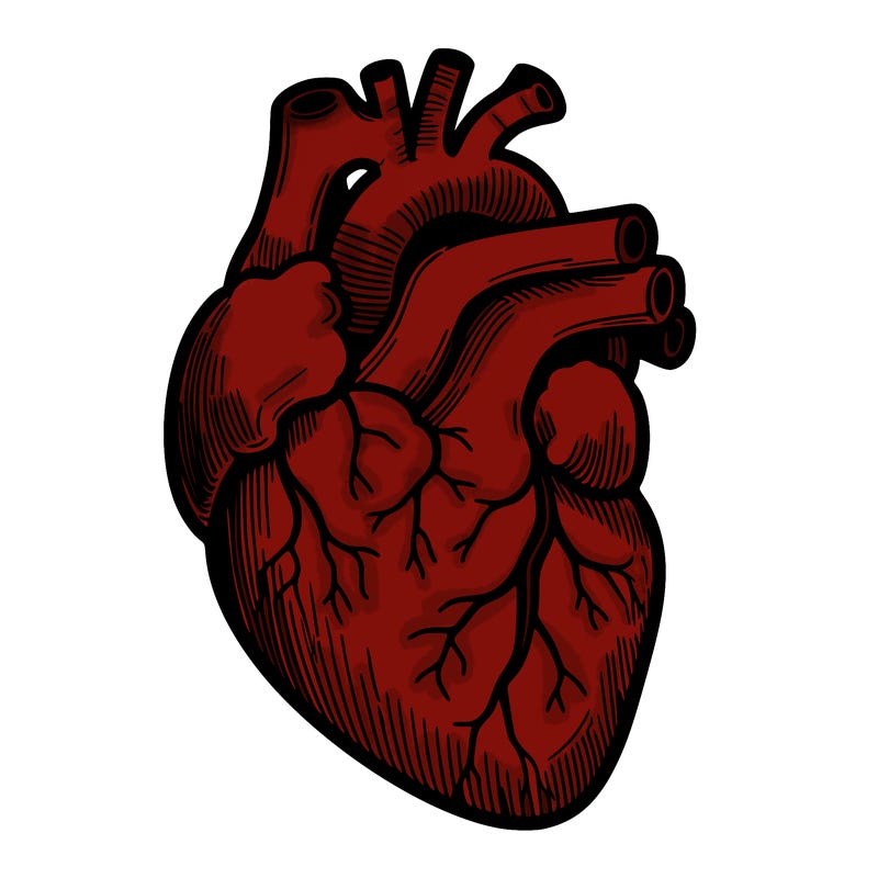 a realistic human heart