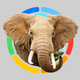 Real Animals 360