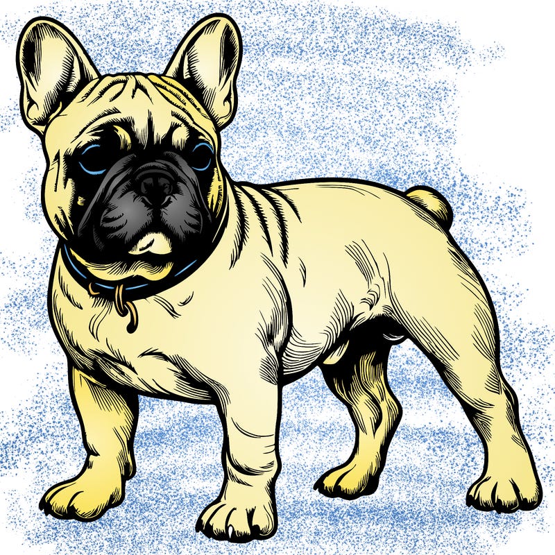 realistic french bull-dog