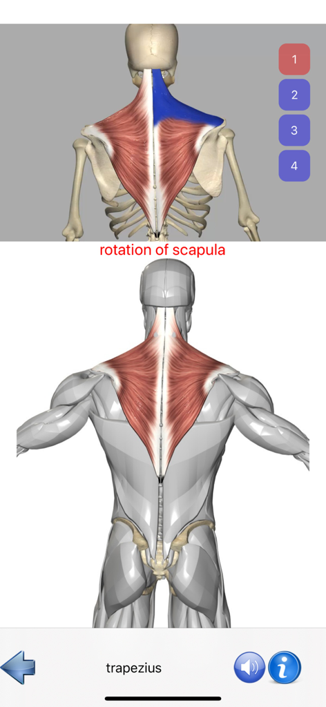 A 3D anatomical model of the human trapezius muscle with scapula rotation labels in the Visual Anatomy app.