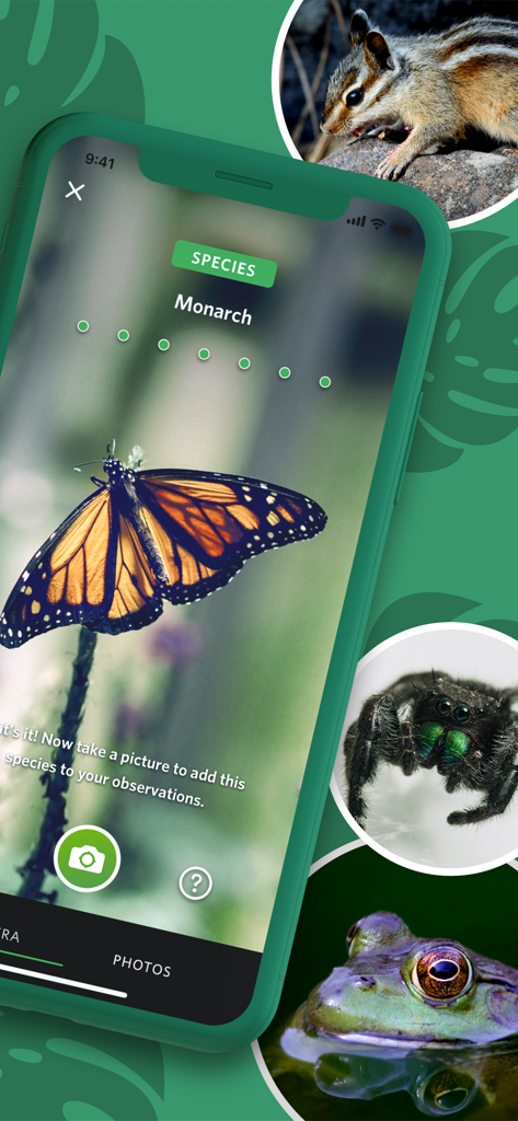 Seek by iNaturalist App-Oberfläche, die einen Monarchfalter identifiziert