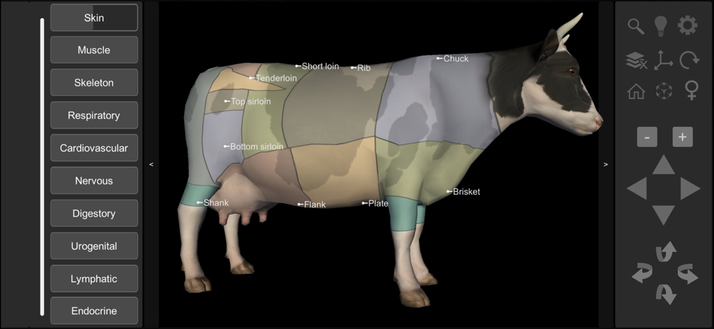Um modelo 3D de uma vaca dentro do aplicativo Anatomia Bovina 3D mostrando etiquetas para diferentes cortes de carne, como acém, peito e lombo