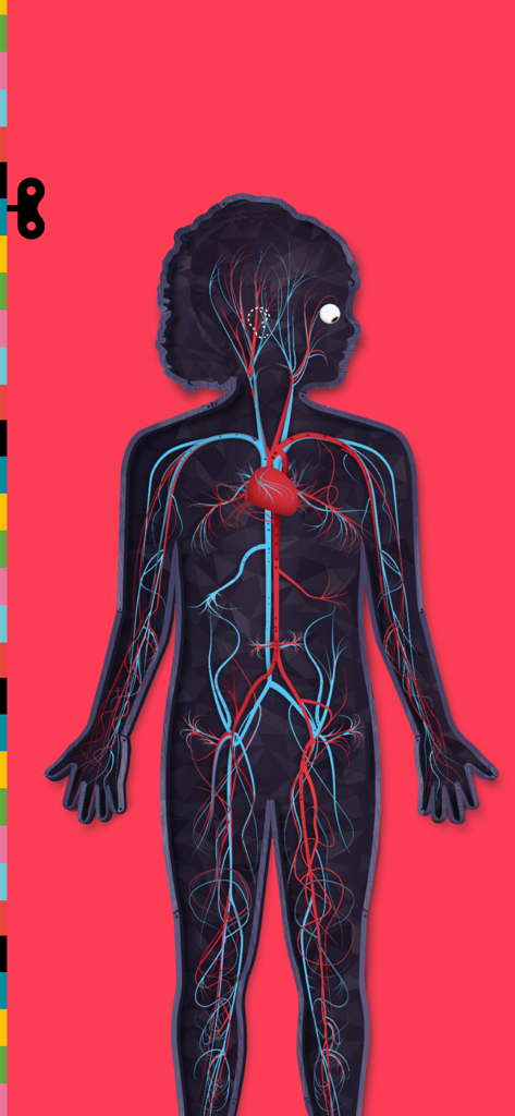 Anatomical illustration of the human circulatory system with the heart and blood vessels.