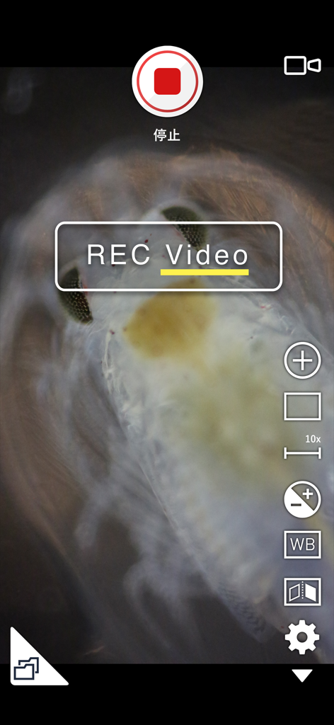 Una registrazione video al microscopio di un campione biologico in i-NTER SHOT2.