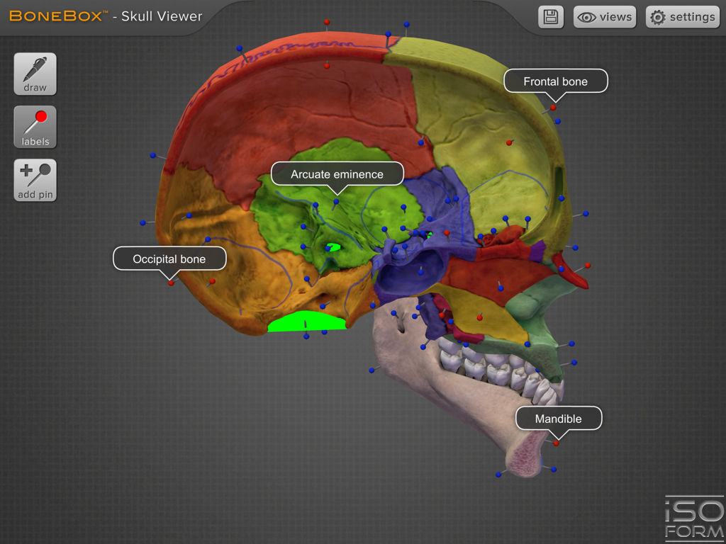 3D sagittal view of a color coded human skull with anatomical labels