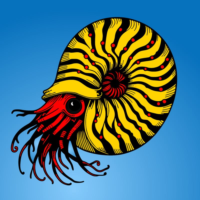 nautilus