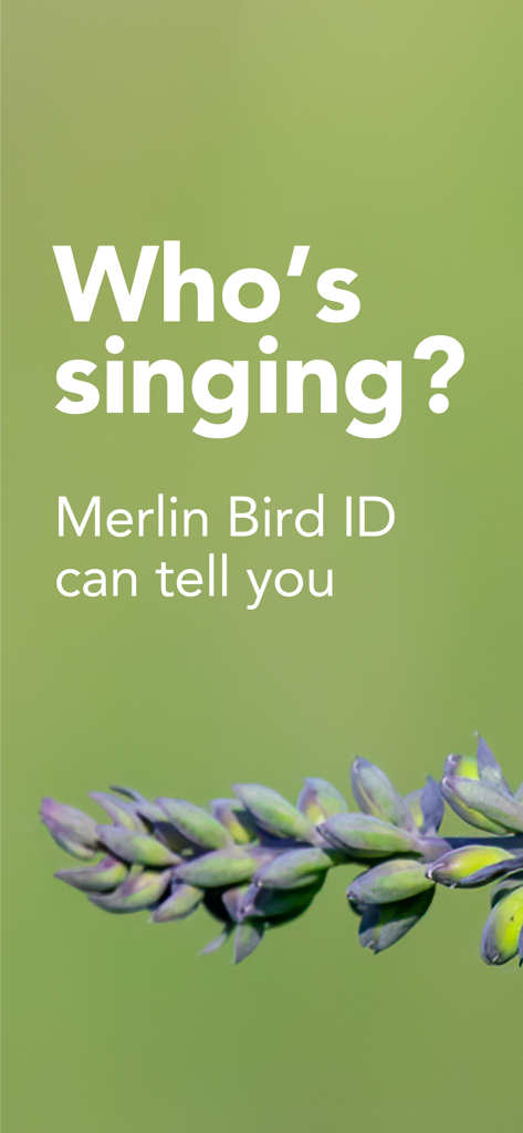 Merlin Bird ID app screen with text asking who is singing to promote its bird song identification feature