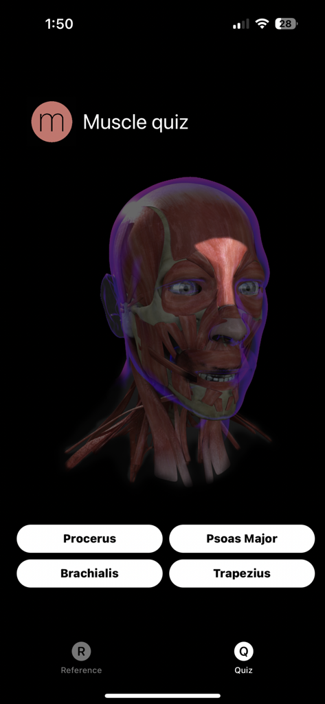 Muscle Study Guide - A muscle anatomy quiz in the Muscle Study Guide app showing a 3D head model with a highlighted facial muscle.