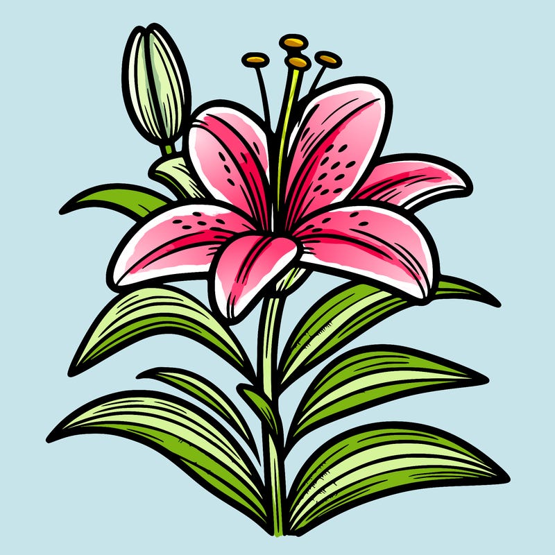lily flower