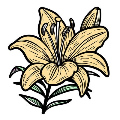 lily