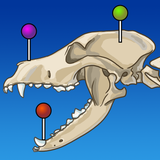 IMAIOS vet-Anatomy - App Icon