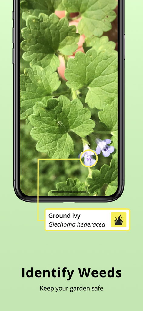 Écran de smartphone montrant l'application Plantion identifiant des mauvaises herbes de lierre terrestre dans un jardin