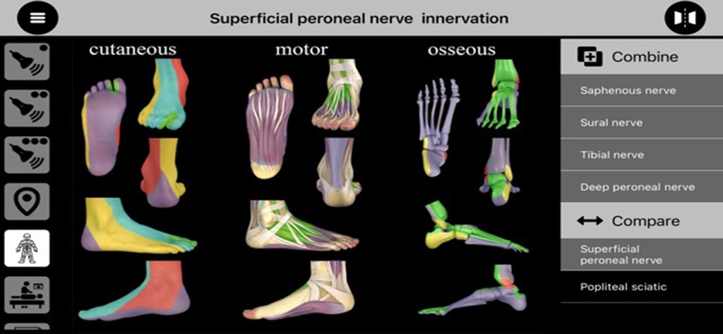 AnSo Pro - Mapa de inervação do nervo fibular superficial mostrando zonas motoras cutâneas e ósseas em um pé