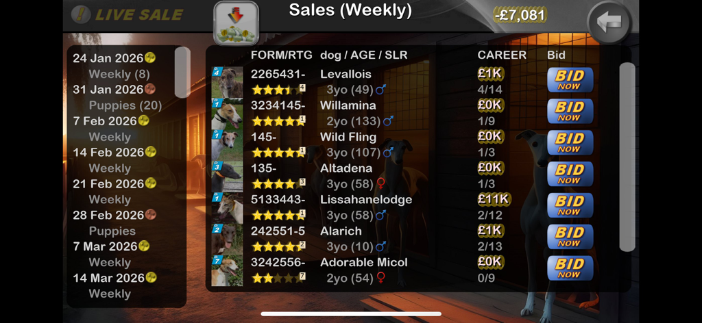 Greyhound Manager Touch - Weekly greyhound auction and sales screen showing dog stats and bidding options
