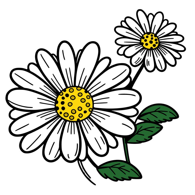 daisy flower