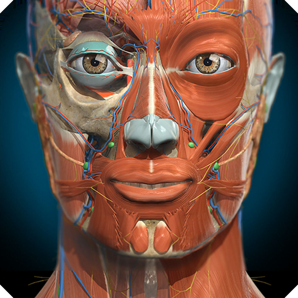 Anatomy Learning - 3D Anatomy