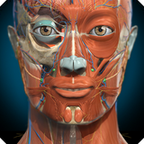 Anatomy Learning - 3D Anatomy