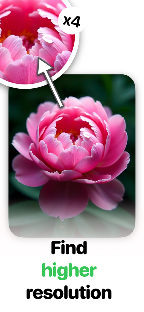 Search By Image: Lens Identify - Dimostrazione della ricerca di una versione ad alta risoluzione della foto di un fiore rosa