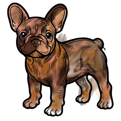 frenchie