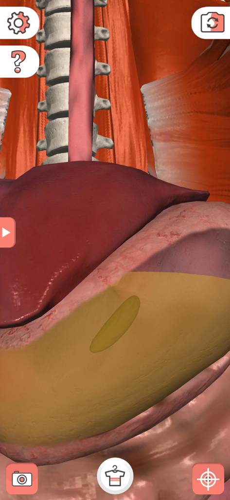 Una vista de realidad aumentada que muestra un modelo 3D de órganos internos humanos y el sistema esquelético