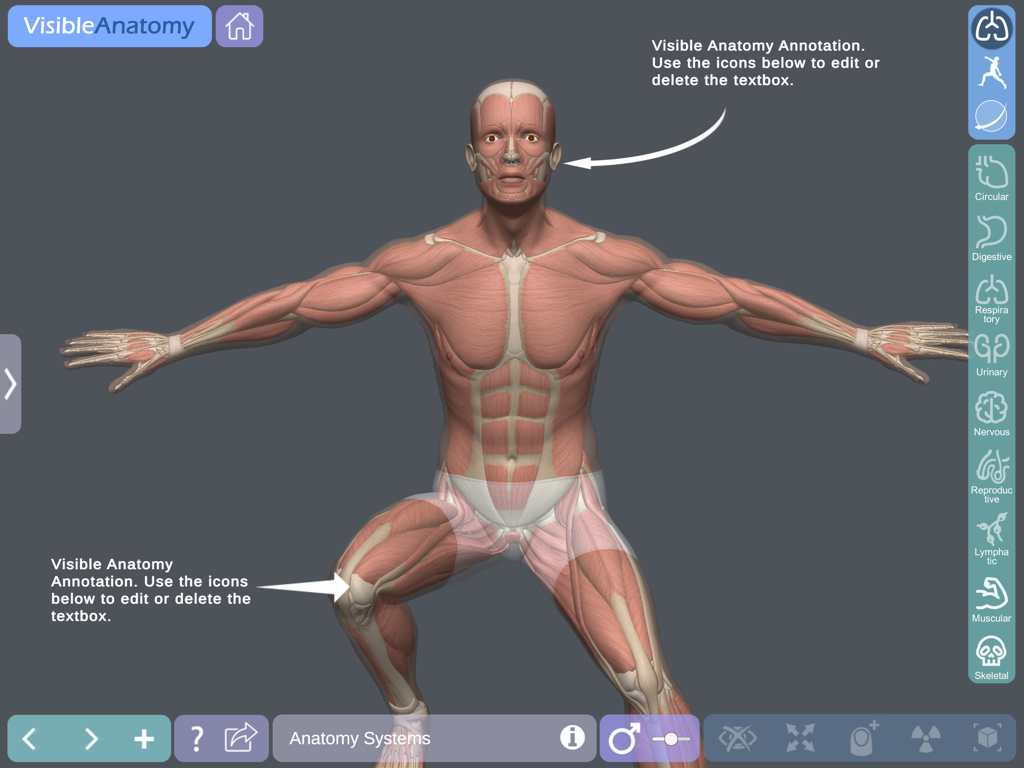 Visible Anatomy - 3D human muscular system model in a dynamic pose with annotations in the Visible Anatomy app interface