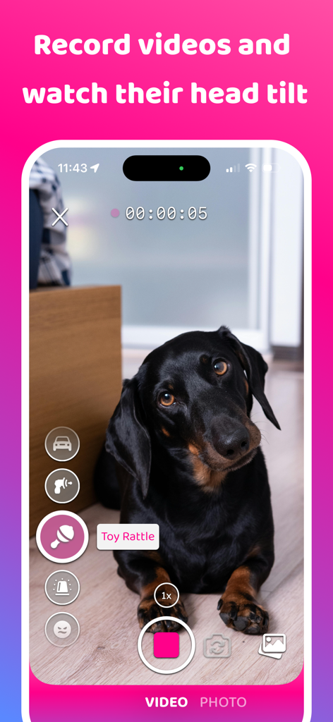 Dog & Pet Translator: DogCam - Ein Smartphone nimmt ein Video von einem Dackel auf, der mit dem DogCam App Rasselgeräusch seinen Kopf neigt