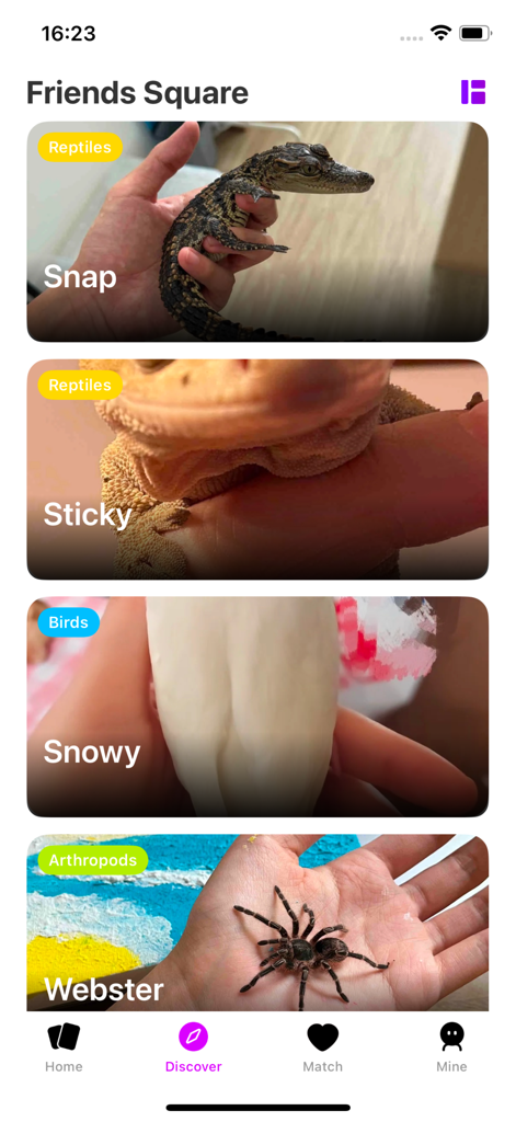 Feed di scoperta dell'app ExopetPals chiamato Friends Square che mostra foto di un piccolo alligatore, un geco, un uccello bianco e una tarantola.