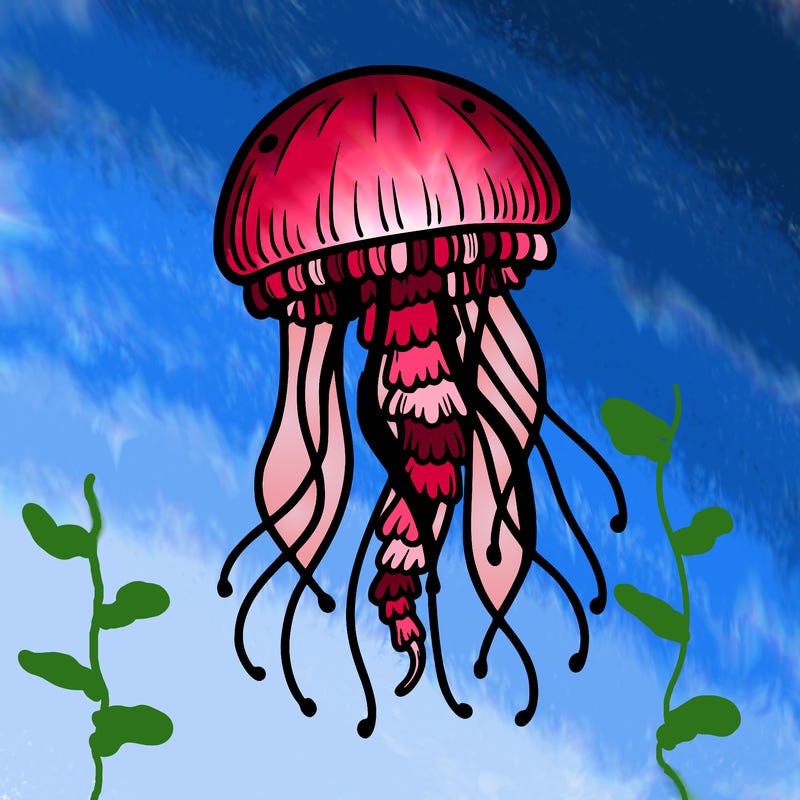 jellyfish