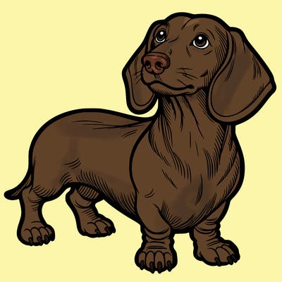 dachshund