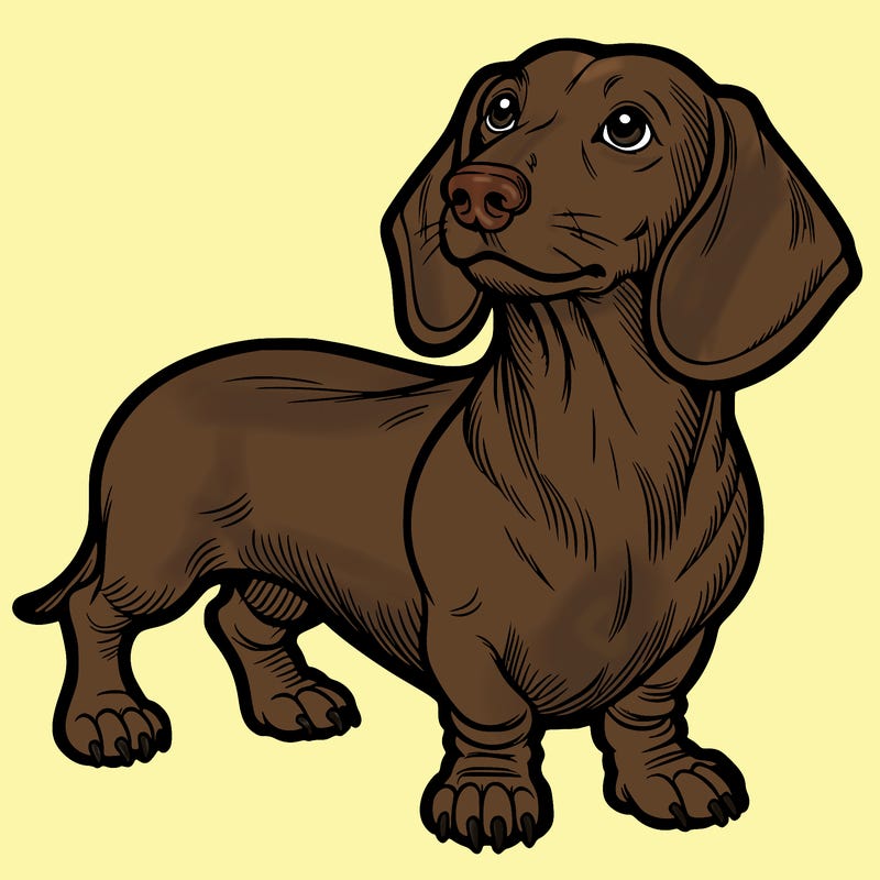 dachshund
