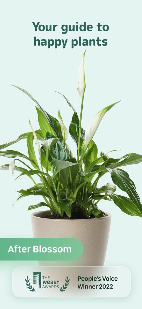 Blossom - Plant Care Guide - Una spathiphyllum sana in vaso che rappresenta l'app di cura delle piante Blossom con il suo premio Webby.