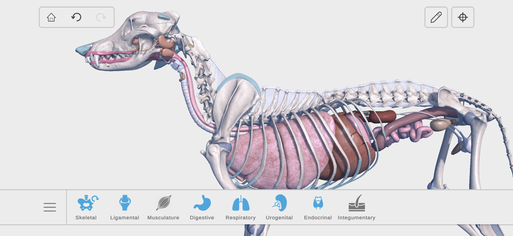Complete Canine Anatomy 3D - Vista 3D interactiva del esqueleto canino y órganos internos, incluyendo los sistemas respiratorio y digestivo
