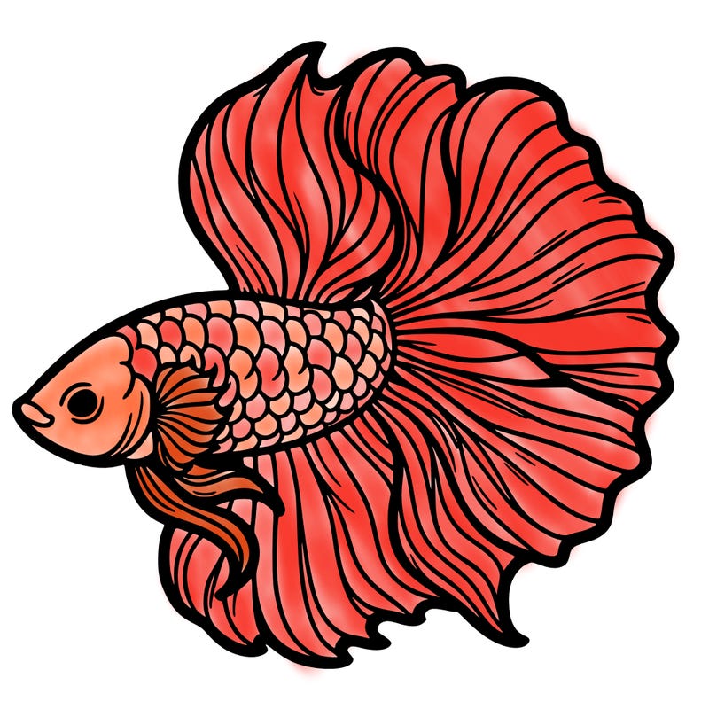 betta fish
