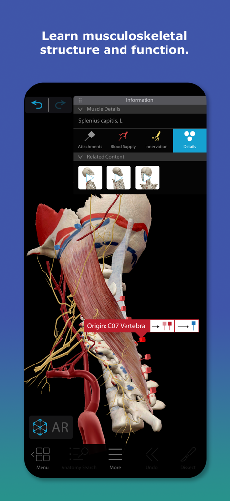 3D human anatomy model showing neck muscles and skeletal structure with medical details