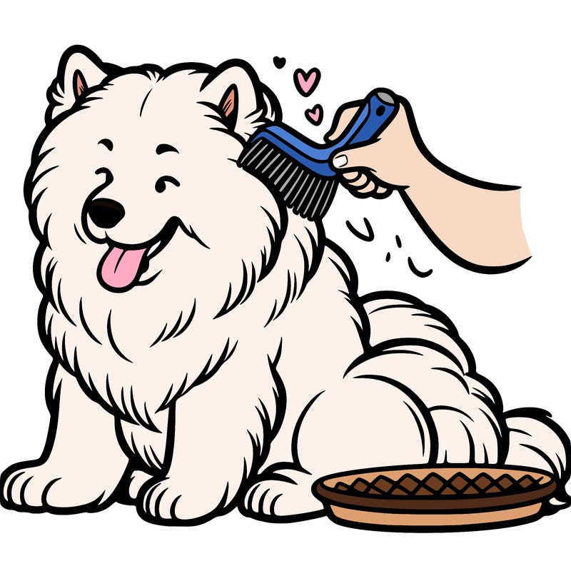 samoyed getting groomed