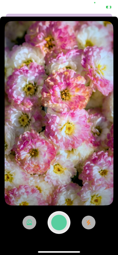 拍照识花 - Camera interface of a flower identification app focused on pink and white blossoms