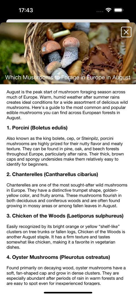 ヨーロッパの8月のキノコ採集ガイド、ポルチーニやチャンテレルなどの食用種をリストアップ