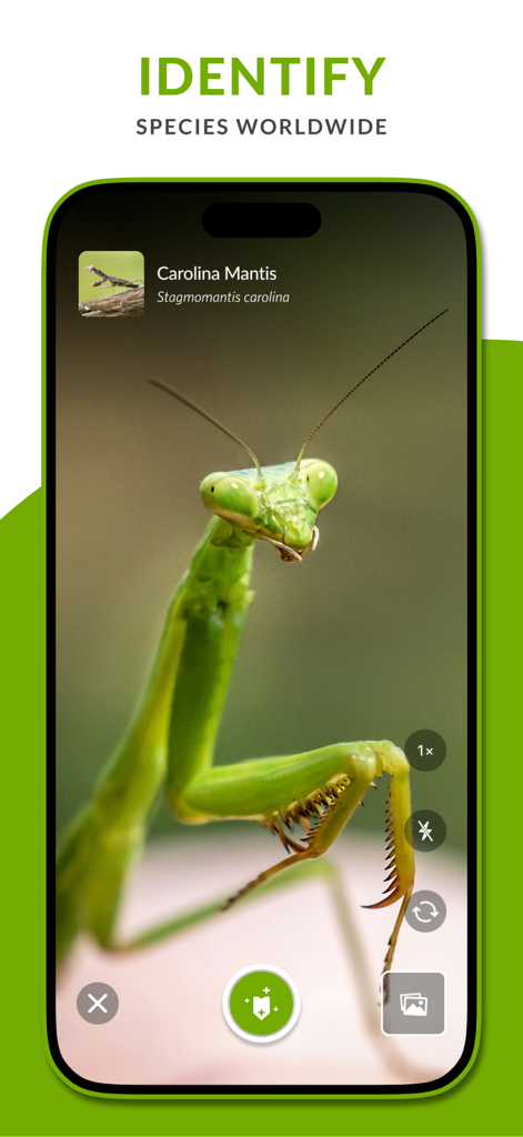 iNaturalist - Interfaz de la aplicación iNaturalist identificando una especie de Mantis de Carolina