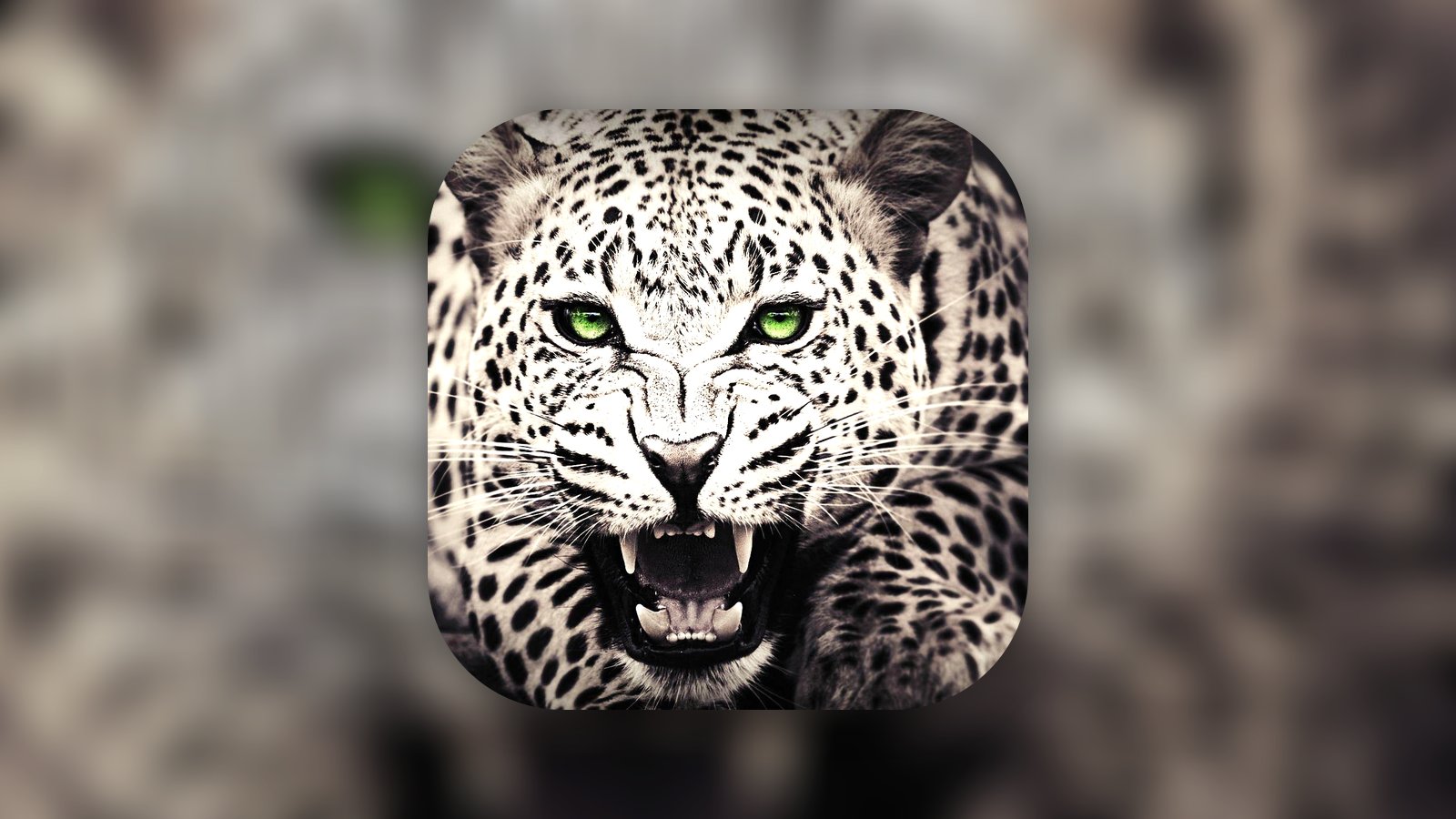 Animal Wallpapers & Backgrounds - Shopping App | MWM