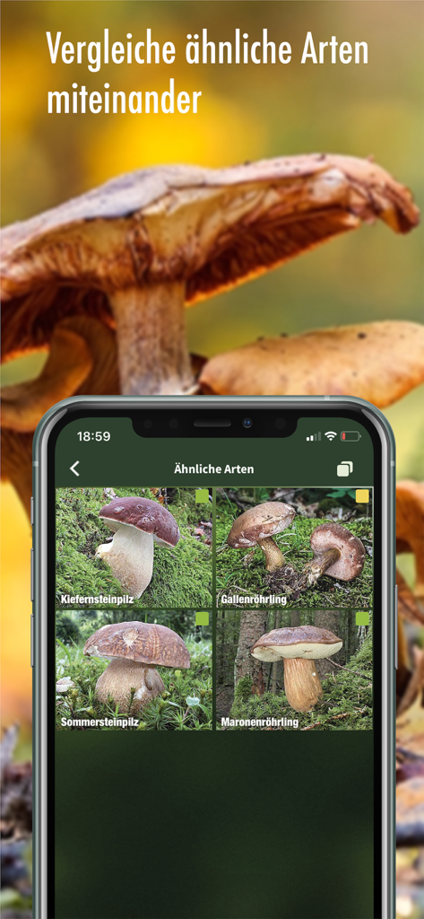 Capture d'écran d'une application mobile affichant une comparaison côte à côte d'espèces de champignons similaires, avec photos et codes couleur indiquant leur comestibilité.