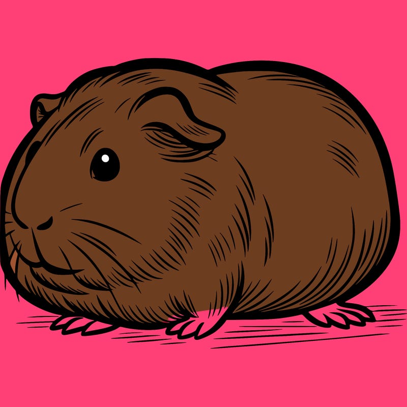 guinea pig