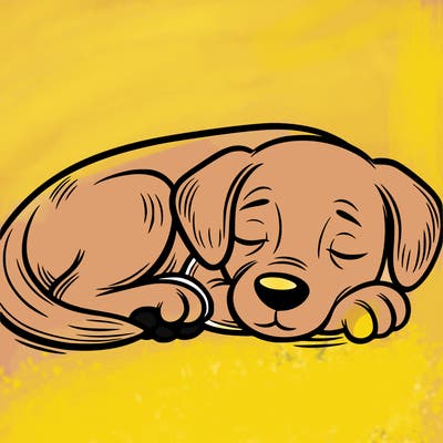 a dog sleeping